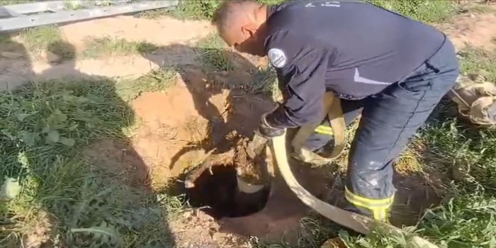 Kanalizasyona düşen kuzu itfaiye ekiplerince kurtarıldı
